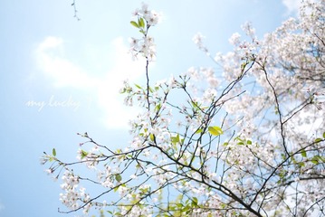 春。樱