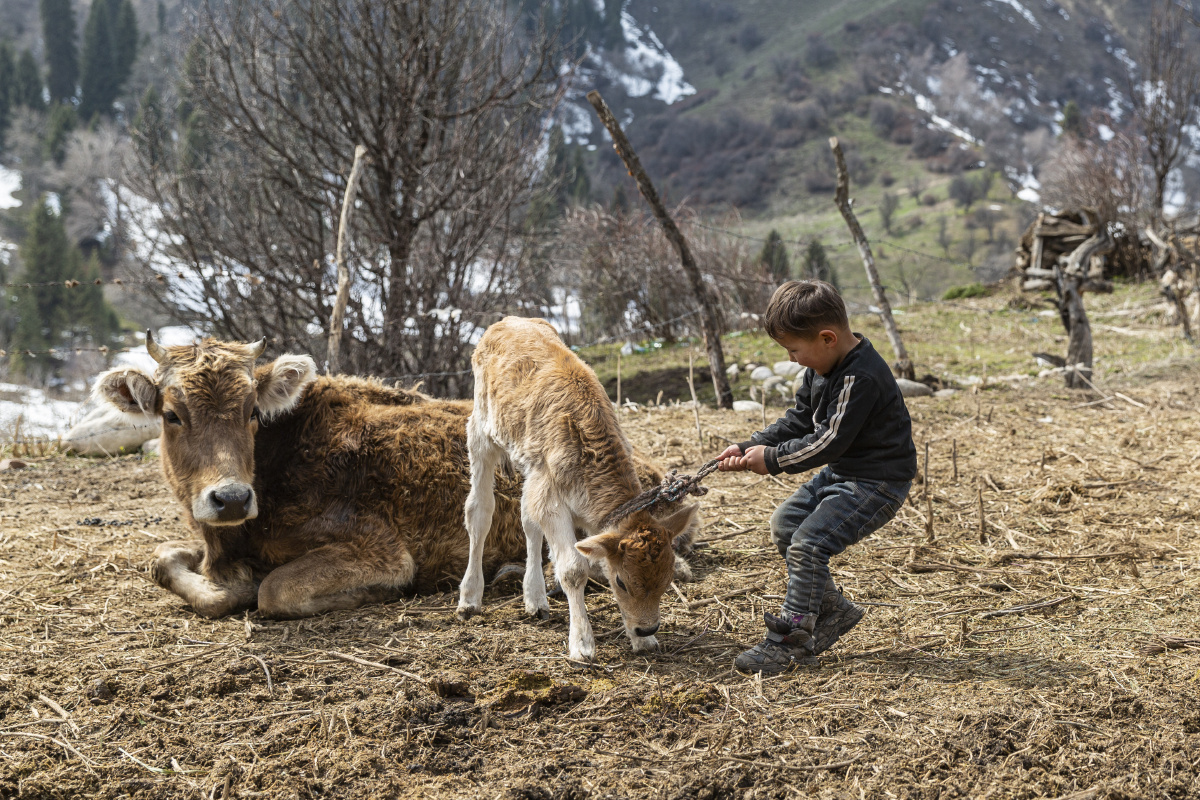春日里小牧民的游戏
