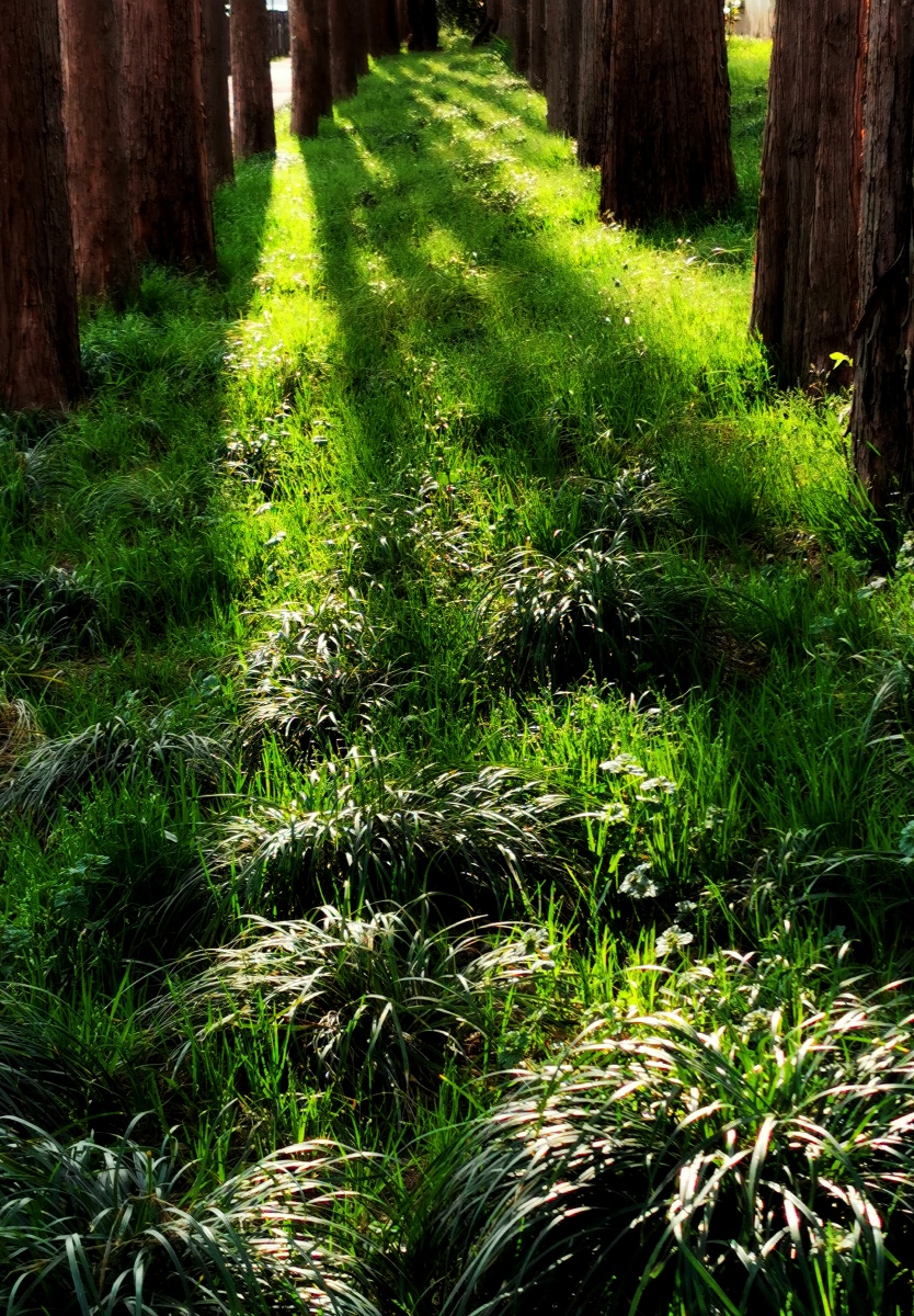 《撒落在草丛的阳光》