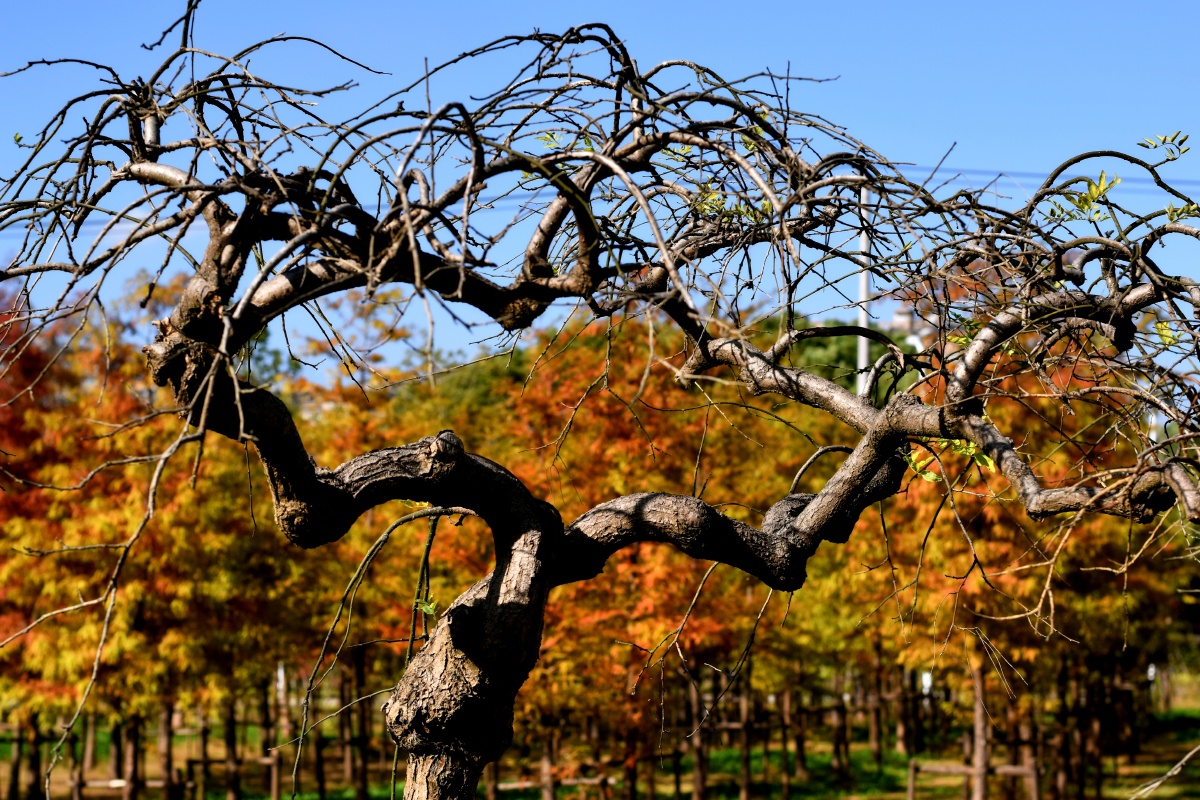 《无叶的树》 - xwm715