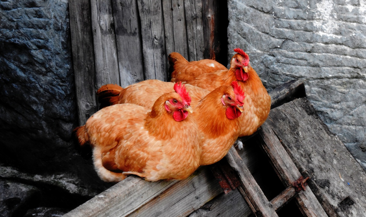 《真宗散养鸡》摄于安徽阳产土屋山里人家