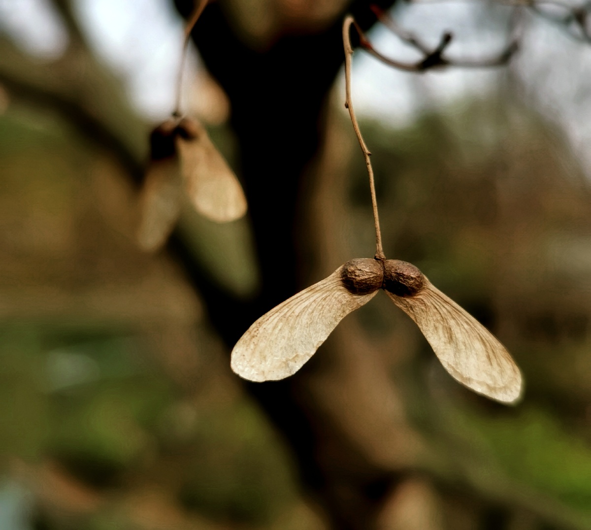 枫之子枫树落叶后留下的果实