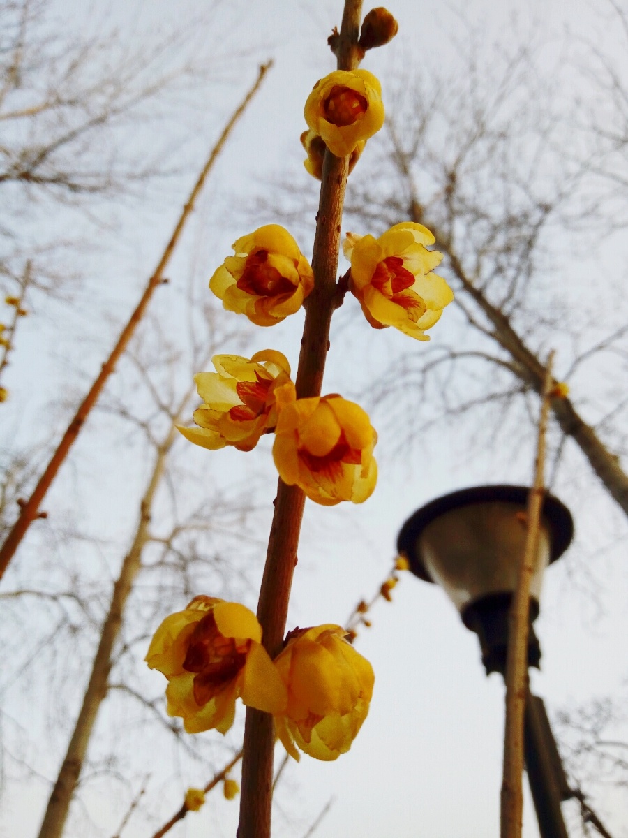 傲骨幽香腊月梅