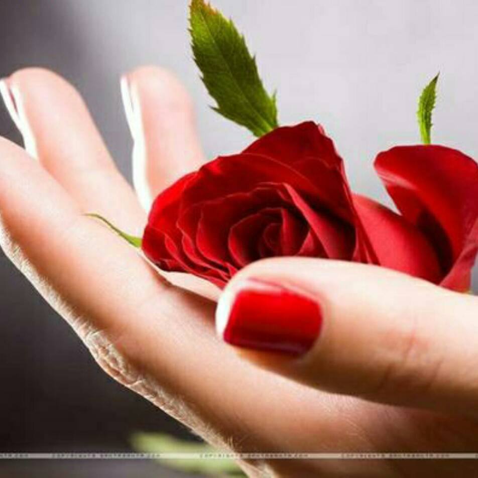掌心玫瑰