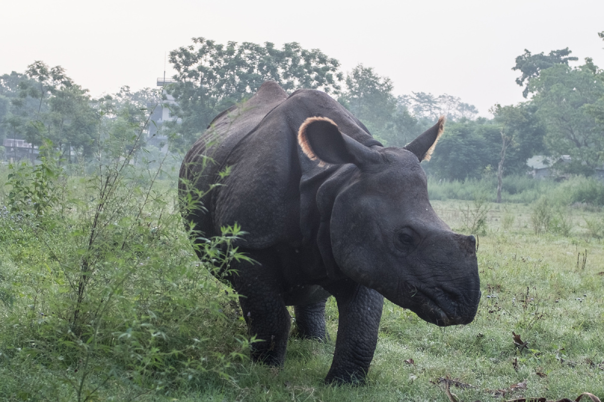 尼泊尔奇特旺森林公园近距离拍摄珍惜印度犀