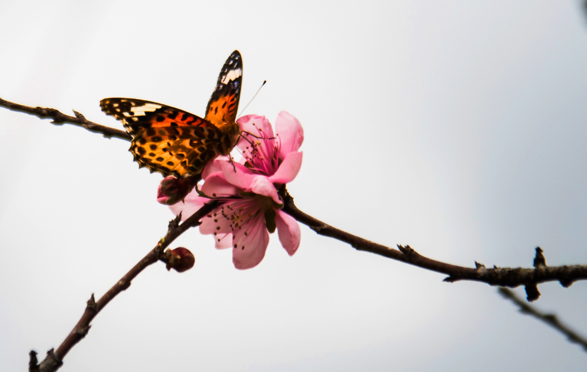 蝴蝶与桃花的碰撞