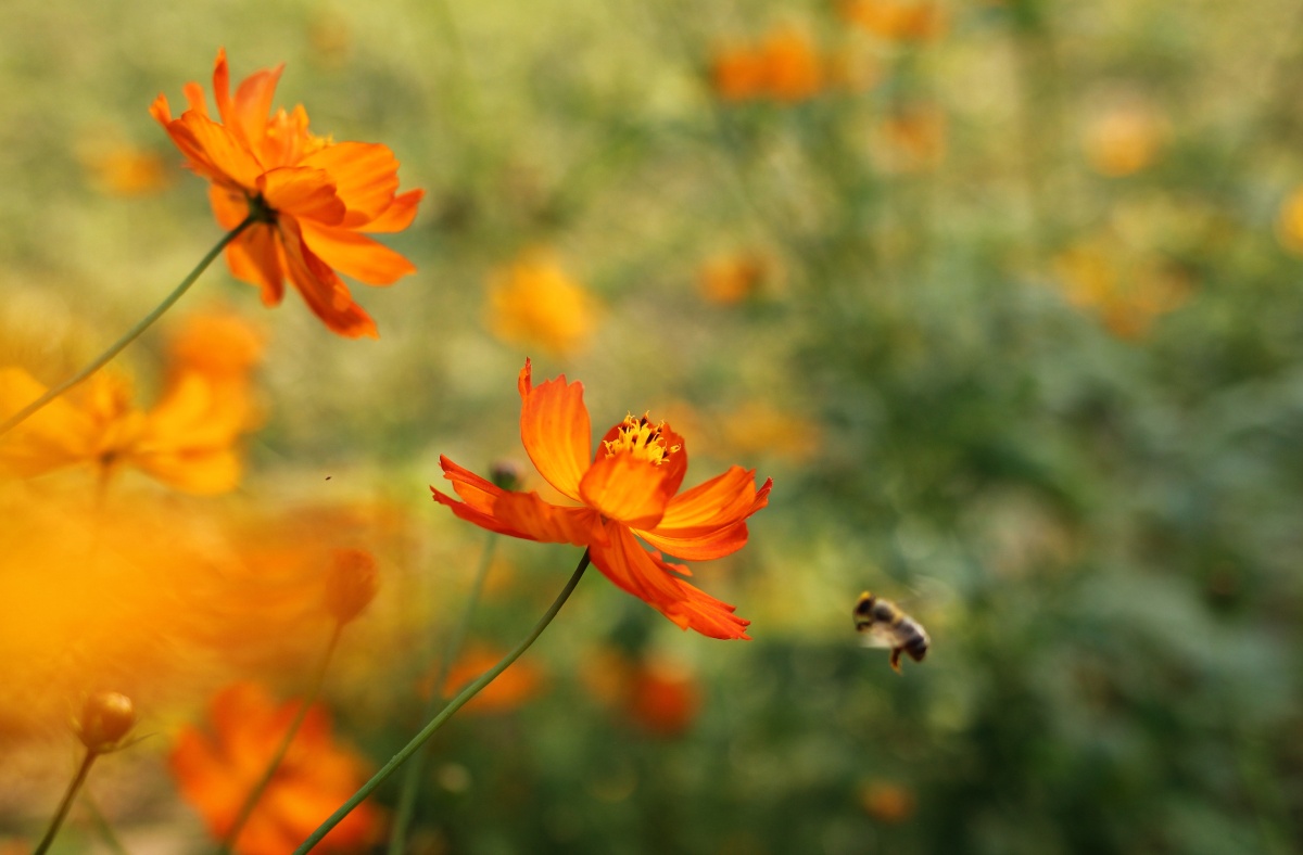 饱和度极高的橙色波斯菊太棒了