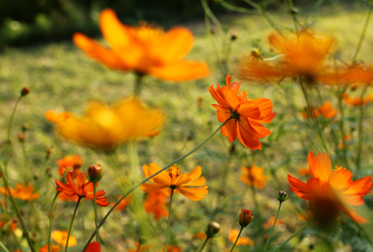 饱和度极高的橙色波斯菊太棒了