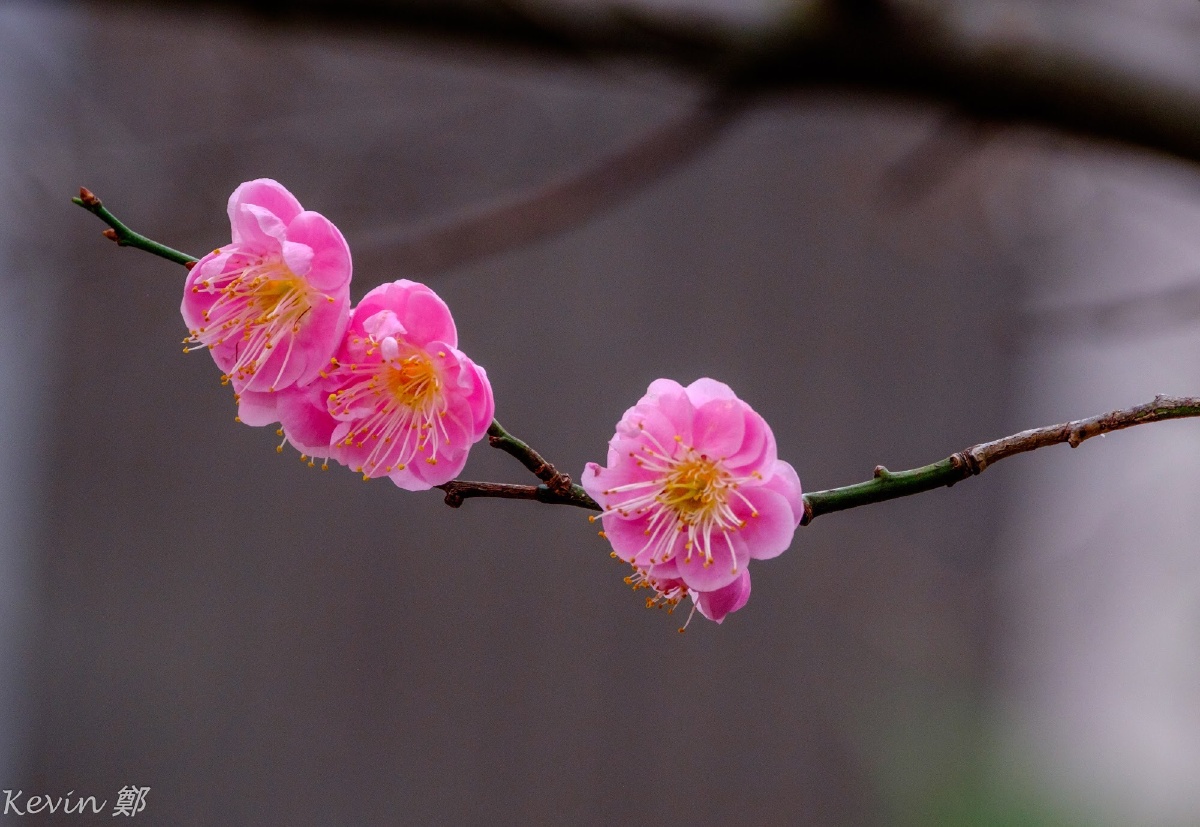 粉梅