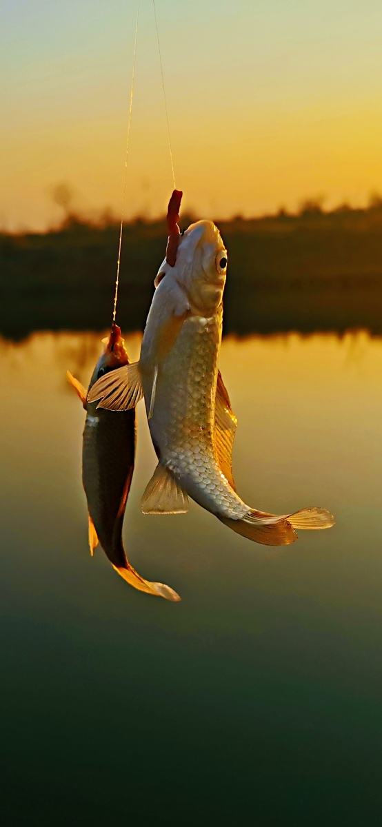 夕阳下的垂钓双飞鱼