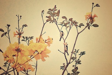 Snapseed