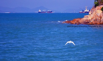海鸟