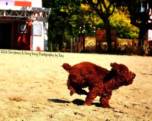Puppy