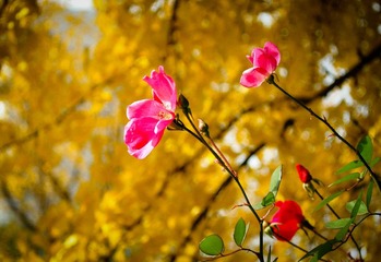 黄叶衬红花