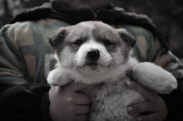 小狗狗