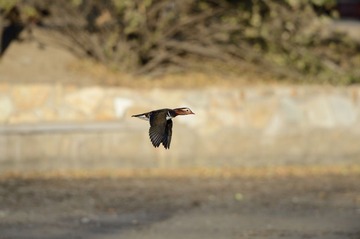 D4007599.jpg