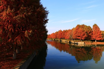 松树林