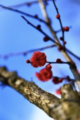 梅花