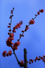 梅花开