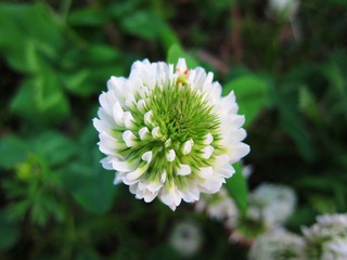 flower.jpg