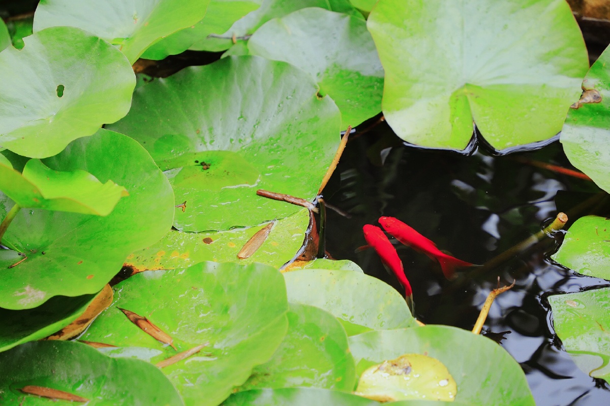 一池鱼儿戏水欢