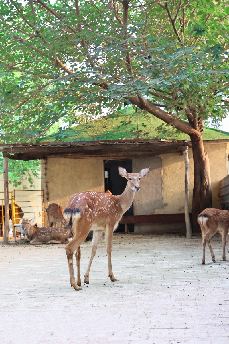 潍坊动物园拍摄于9月份