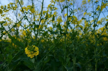DSC02186raw0002.JPG