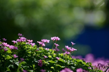 DSC032330002.JPG