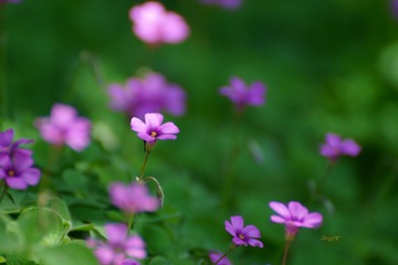 DSC032340002.JPG
