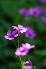 DSC032350002.JPG