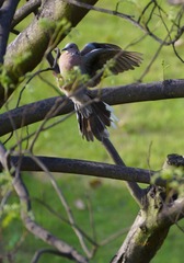 DSC035440002.JPG