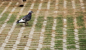 IMGP0963.jpg