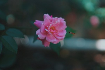 C7E06899-8ED6-4E54-95EF-98F0B29ABD12/L0/001
