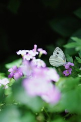 A62B237D-E643-49AD-B5A3-9F6674454238/L0/001