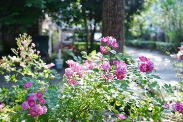 54C9ED5C-E01E-44B5-9354-C8D17A5EA8F0/L0/001