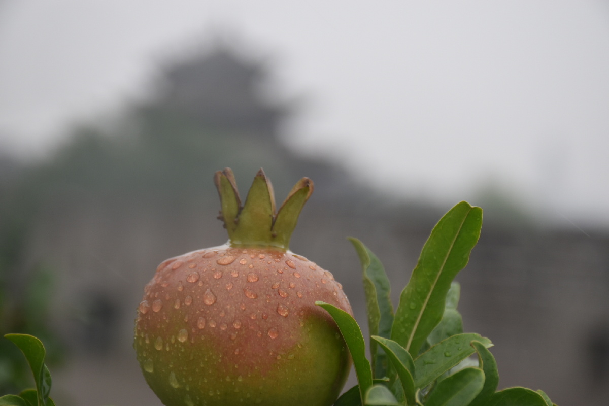 雨中石榴兆丰年