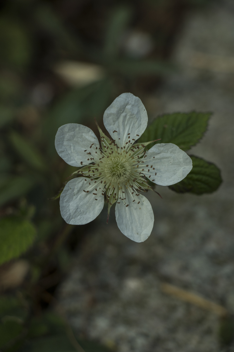踏春路遇待成熟菓茛覆盆子及蓬蘽