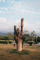 黄昏老树