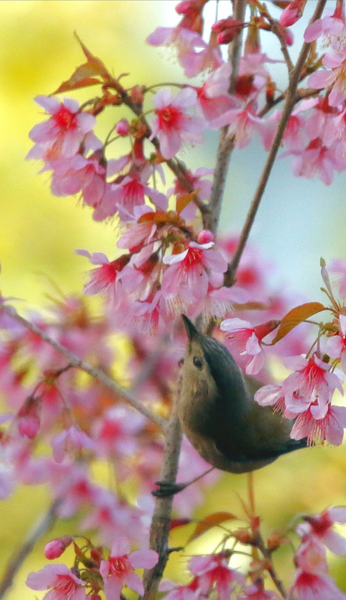 新年伊始自家屋后的樱花盛开引来金丝鸟嘻戏好一幅春意盎然的花鸟图没