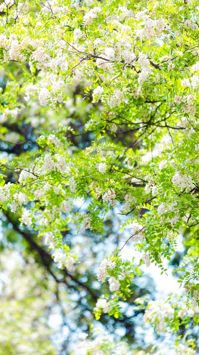 槐花- 摄影师胡海龙 - 图虫