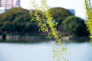 DSC04316.JPG