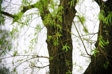 IMG_0510.JPG