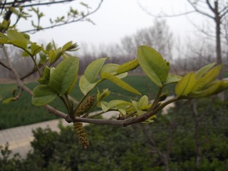 风吹绿意爬梢头1.JPG