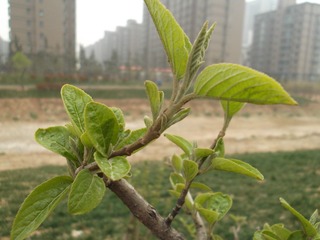 风吹绿意爬梢头2.JPG