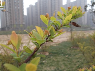 风吹绿意爬梢头3.JPG