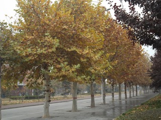 DSCF1771.JPG