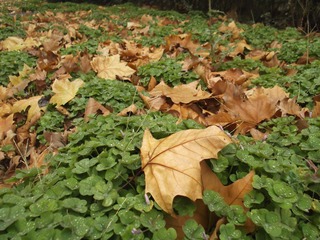 DSCF1781.JPG