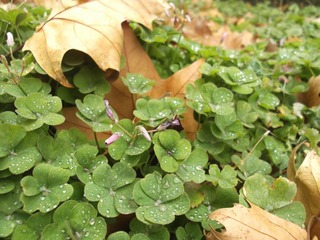 DSCF1782.JPG