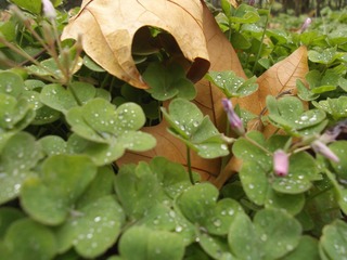 DSCF1783.JPG