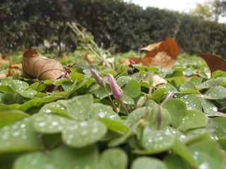 DSCF1786.JPG